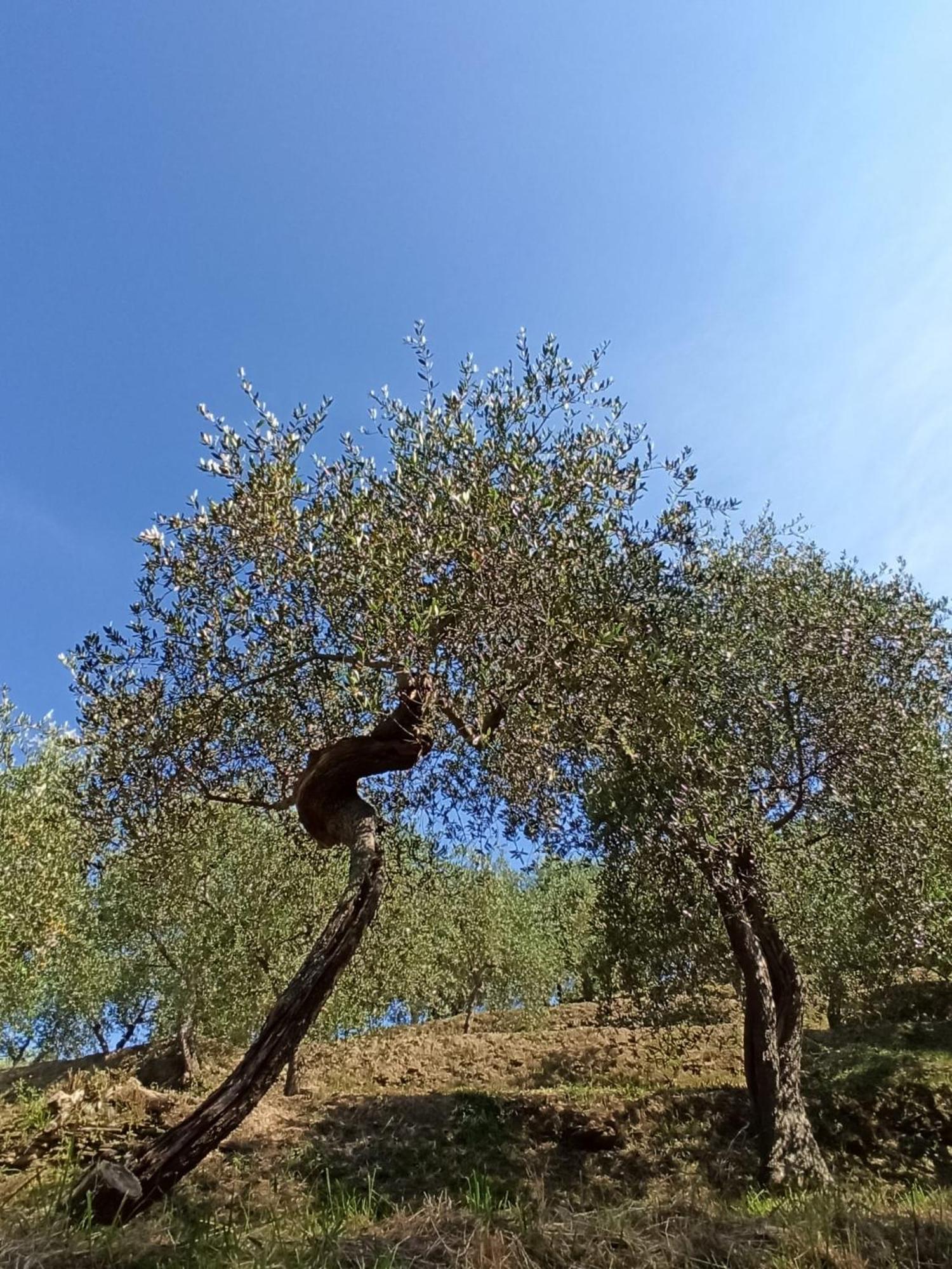 Il Glicine Cozy Appartamnent, Near Sestri Levante Between Cinque Terre E Portofino Casarza Ligure Dış mekan fotoğraf